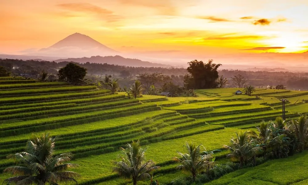 Jatiluwih Rice Terrace